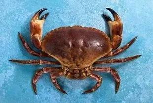 螃蟹视频,探秘海洋生物的奇妙世界