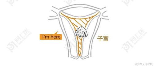 子宫漫画,揭秘女性生殖奥秘的趣味之旅